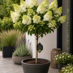 Hortenzia metlinatá (Hydrangea paniculata) ‘LITTLE SPOOKY’ - výška 80-100 cm, kont. C10L - NA KMIENKU